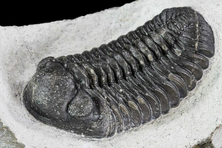 Adrisiops Weugi Trilobite - Recently Described Phacopid #110707